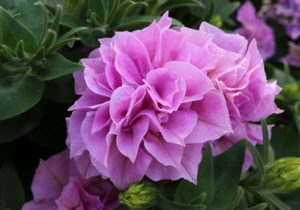 Petunia atkinsiana Origami Pink