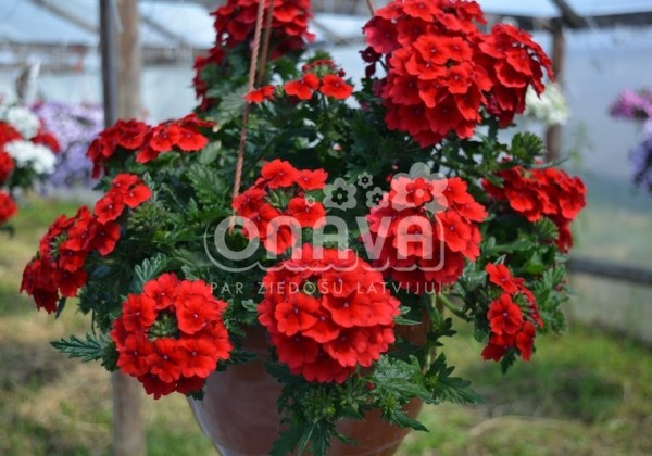 Verbena hybrida Empress Flair Red