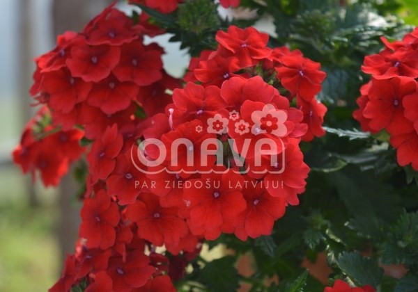 Verbena hybrida Empress Flair Red
