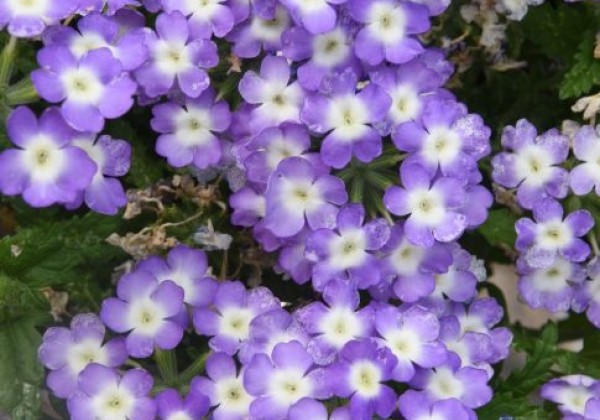 Verbena hybrida Empress Flair Blue Charme