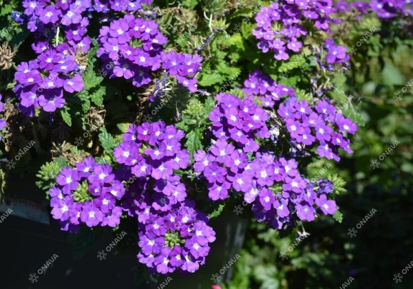 Verbena hybrida Lindolena Blue Charme
