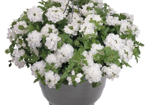 Verbena hybrida Empress Sun White