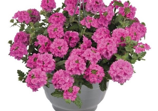 Verbena hybrida Empress Sun Pink