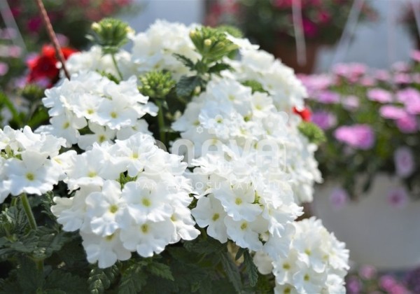 Verbena hybrida Empress Flair White