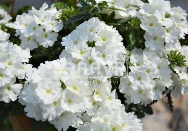 Verbena hybrida Empress Flair White