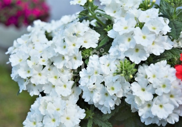 Verbena hybrida Empress Flair White