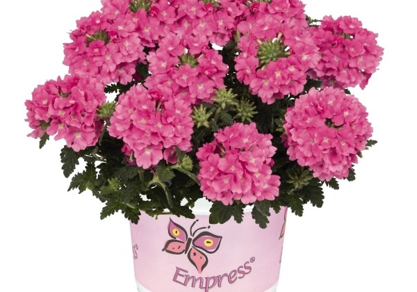 Verbena hybrida Empress Flair Pink