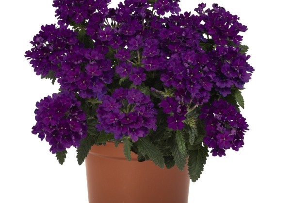 Verbena hybrida Empress Flair Blue