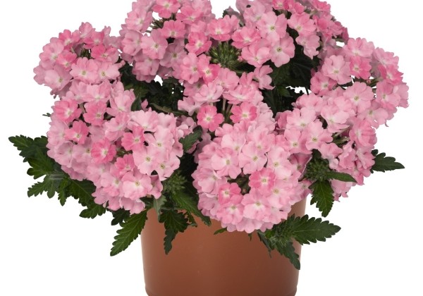 Verbena hybrida Lindolena Pink