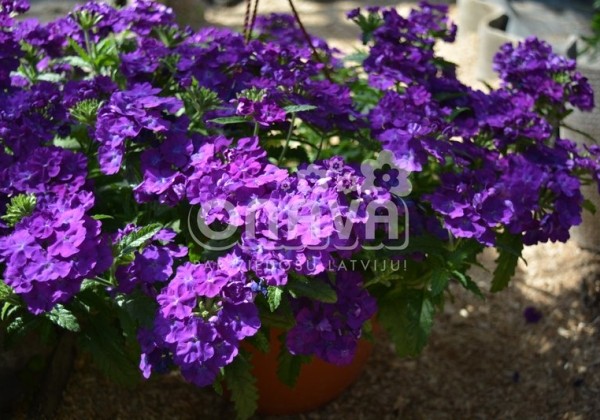Verbena hybrida Empress Sun Violet
