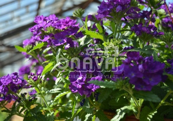 Verbena hybrida Empress Sun Violet
