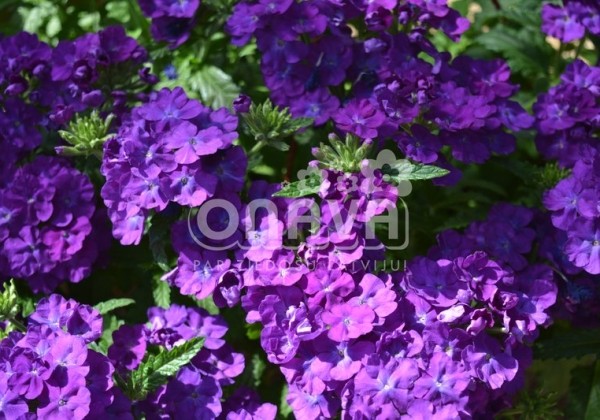 Verbena hybrida Empress Sun Violet