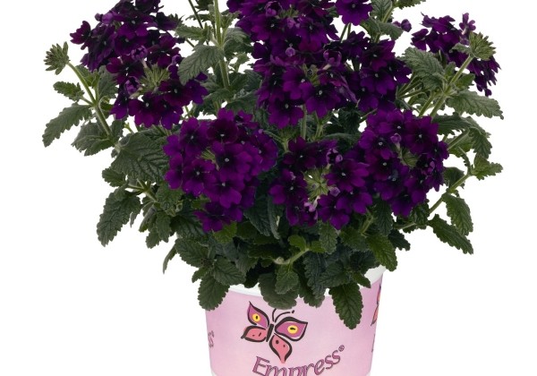 Verbena hybrida Empress Flair Violet Blue