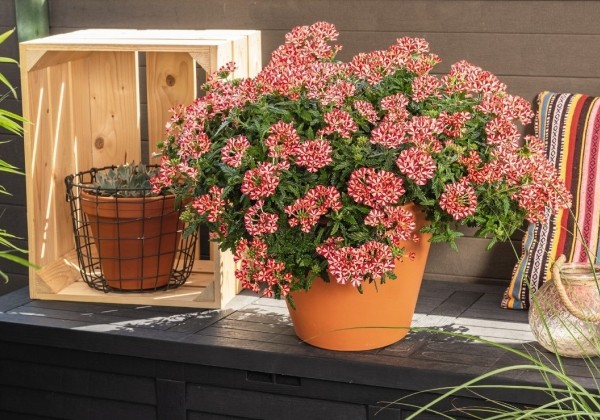 Verbena hybrida Empress Flair Red Star