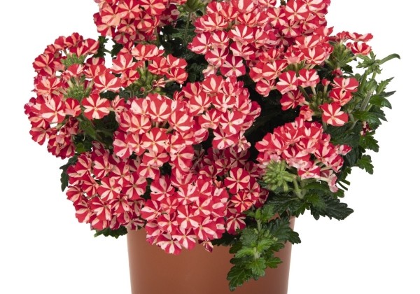 Verbena hybrida Empress Flair Red Star