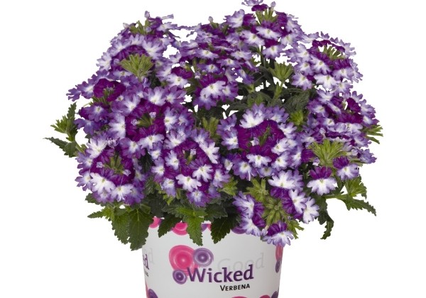 Verbena hybrida Wicked Great Grape
