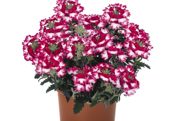 Verbena hybrida Wicked Pink Pepper