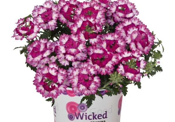 Verbena hybrida Wicked Dark Pink