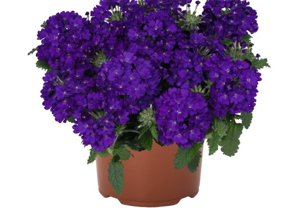 Verbena hybrida Lindolena Blue
