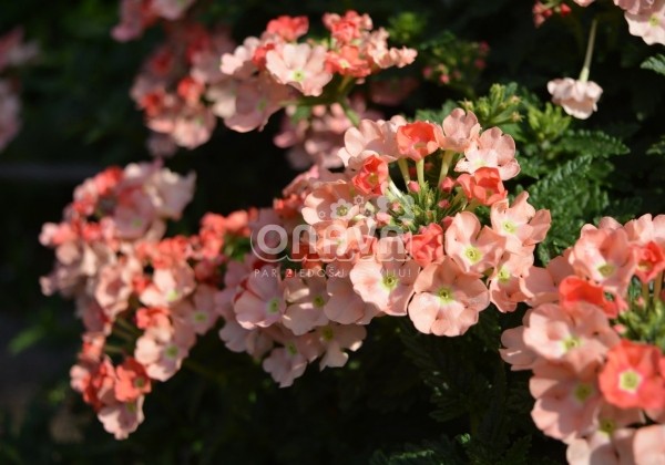 Verbena hybrida Empress Flair Peach