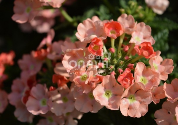 Verbena hybrida Empress Flair Peach