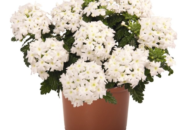 Verbena hybrida Lindolena White