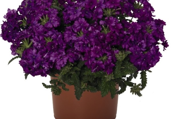 Verbena hybrida Lindolena Purple