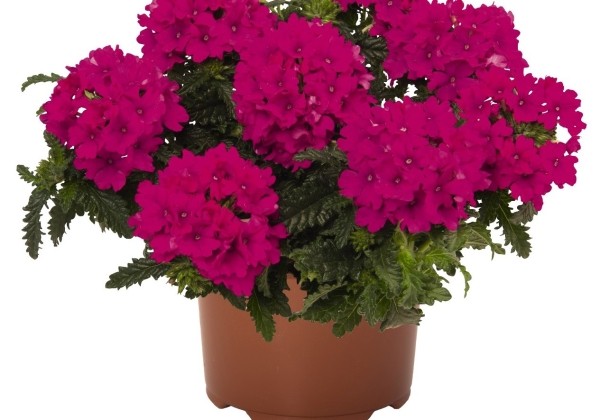 Verbena hybrida Lindolena Magenta