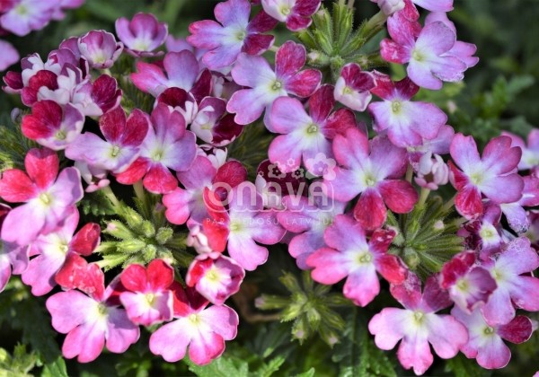 Verbena hybrida Wicked Magenta