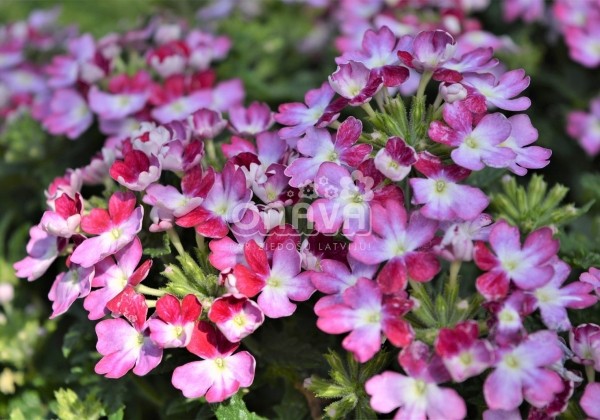Verbena hybrida Wicked Magenta