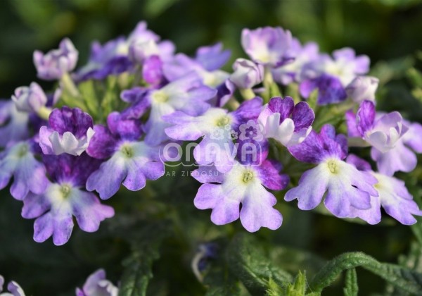 Verbena hybrida Wicked Purple