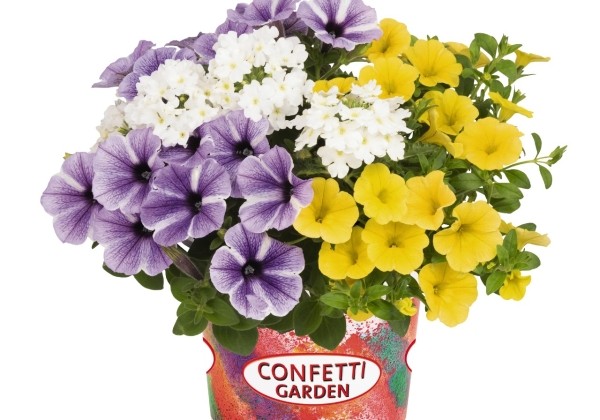 Puķu maisījums Confetti Garden Starfish