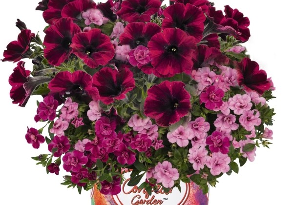Puķu maisījums Confetti Garden Speedy Pink