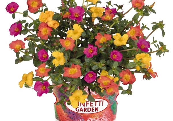 Puķu maisījums Confetti Garden Cupcake Smarty Party