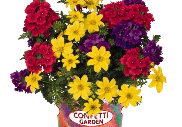 Puķu maisījums Confetti Garden Sylvester
