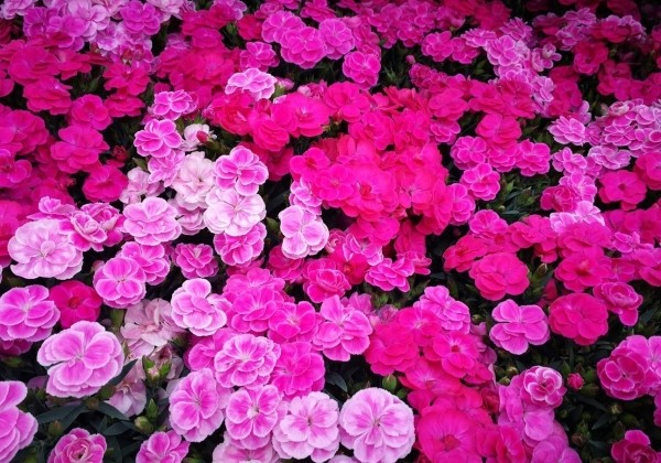 Dianthus caryophyllus Confetti Garden Pink Panther