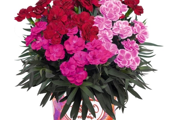 Dianthus caryophyllus Confetti Garden Wild Panther