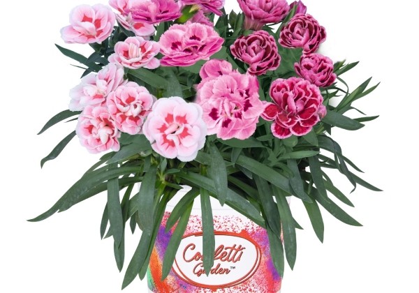 Dianthus caryophyllus Confetti Garden Trio Blues