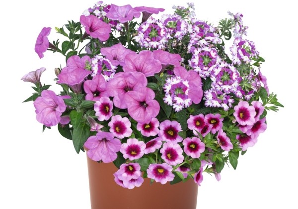 Puķu maisījums Confetti Garden Shocking Pink