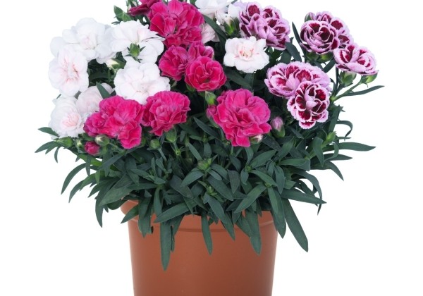 Dianthus caryophyllus Confetti Garden Trio Salsa