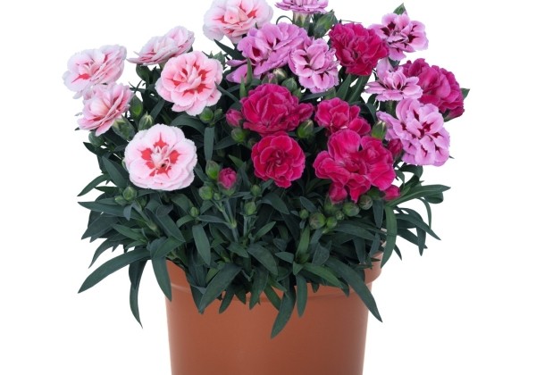 Dianthus caryophyllus Confetti Garden Trio Tarantella