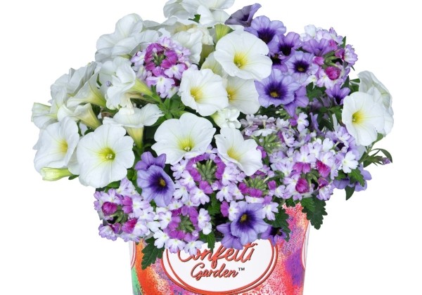 Puķu maisījums Confetti Garden Blues