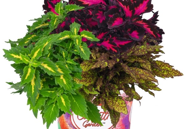 Puķu maisījums Confetti Garden DownTown Square