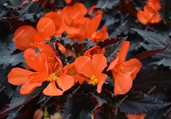 Begonia hybrida I´CONIA Upright Fire