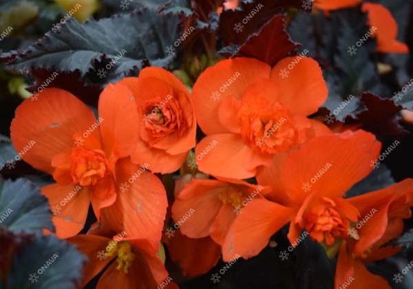 Begonia hybrida I´CONIA Upright Fire