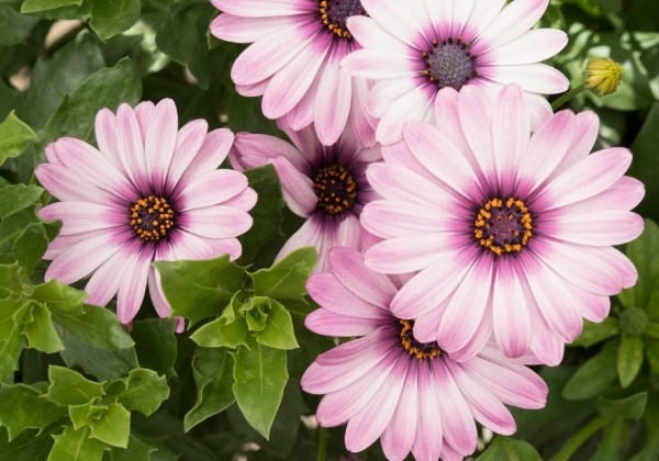Osteospermum ecklonis Margarita Eclipse