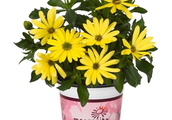 Osteospermum ecklonis Margarita Yellow