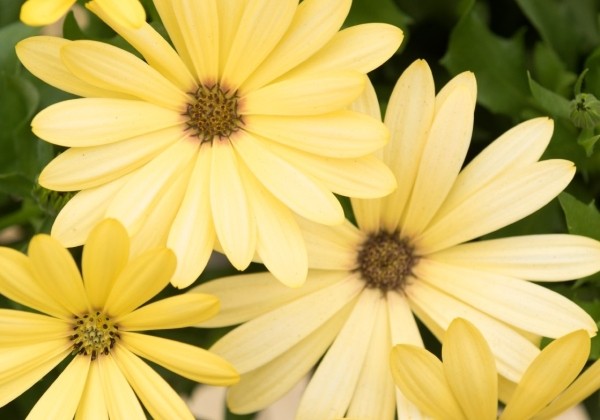 Osteospermum ecklonis Margarita Yellow