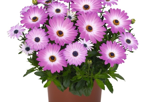 Osteospermum ecklonis Margarita Pink Flare