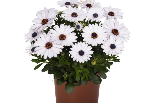 Osteospermum ecklonis Margarita White 2022